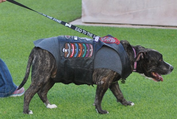 12339186_10206650540760549_1942579253285981215_o